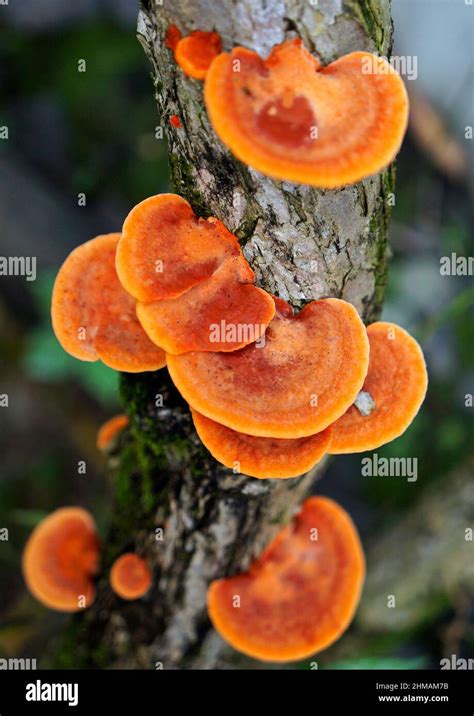 Setas De Naranja En Tronco De Rbol Pycnoporus Sanguineus Fotograf A