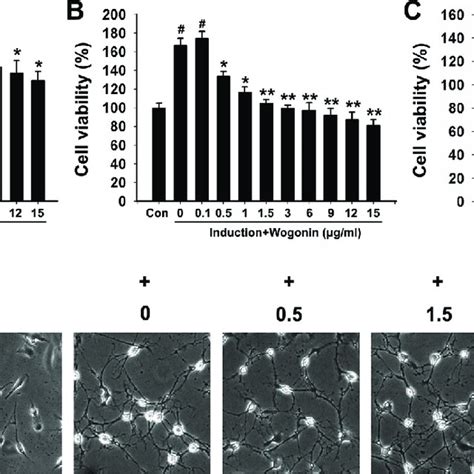 Cell Viability And Morphological Changes In BMSCs After Neural