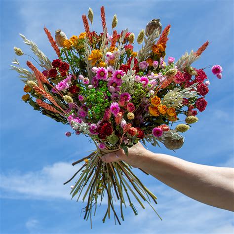 Trockenblumen Sch Ne Getrocknete Blumen