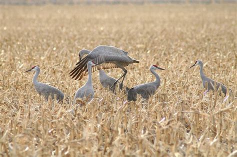 Can You Hunt Sandhill Cranes? Everything You Need to Know! - Optics Mag