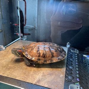 Turtle Basker Above Tank Basking Platform Dock Fits Etsy