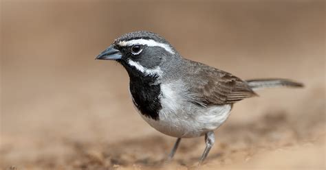 Doug Campbell Photography: BLACK - THROATED SPARROW