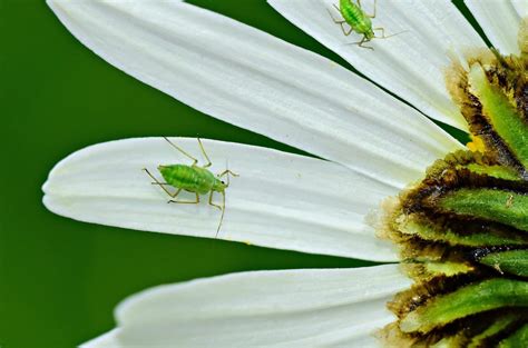 How To Get Rid Of Aphids Purple Flower