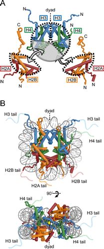 Histone Octamer Structure