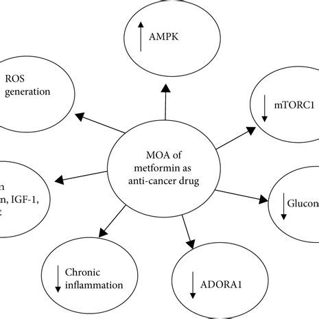 Mechanisms of antineoplastic action of metformin. MOA: mechanism of ...