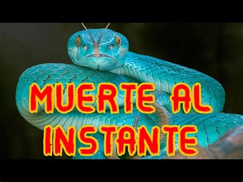 La Letal Serpiente Inland Taipan Todo Lo Que Debes Saber