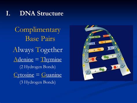 Dna Structure Protein Production And Mutations Ppt Download