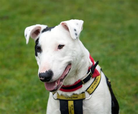 Rico 2 Year Old Male English Bull Terrier Cross Lurcher Available For