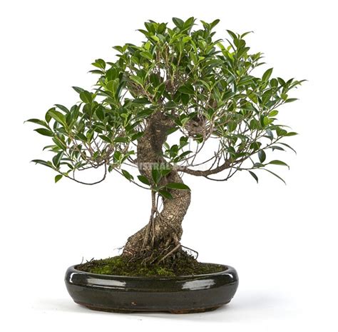 Ficus retusa. Bonsai 21 years. Chinese banyan. | Mistral Bonsai