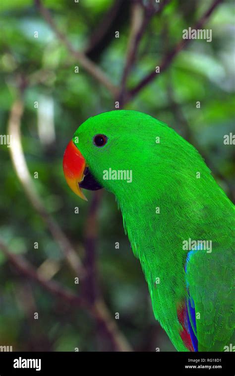 Eclectus Parrot Male Eclectus Roratus Stock Photo Alamy