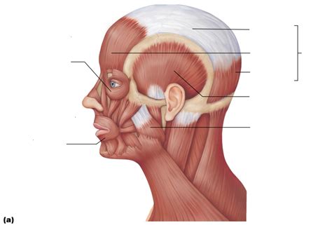 Muscles Of The Face Diagram Quizlet