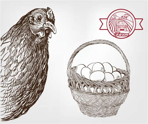 Chicken Coop Drawing Stock Photos, Pictures & Royalty-Free Images - iStock