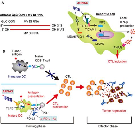 Frontiers Toll Like Receptor Signal In Dendritic Cells Benefits