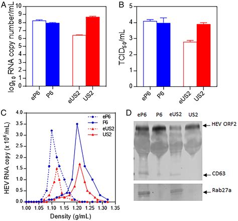 Hepatitis E Virus Infects Brain Microvascular Endothelial Cells