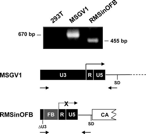 Combinatorial Incorporation Of Enhancerblocking Components Of The