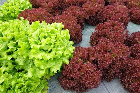 Premium Photo | Growing lettuce in the backyard garden lettuce ...