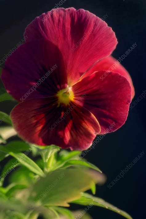 Pansy Viola X Wittrockiana Stock Image B8420878 Science Photo