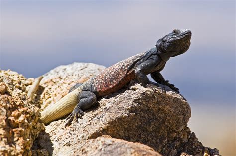 Chuckwalla Facts Sauromalus