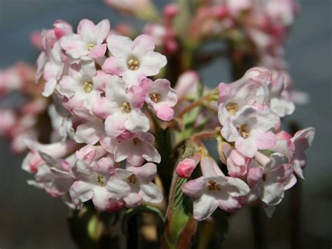 Bodnant Winterschneeball Dawn Viburnum X Bodnantense Dawn