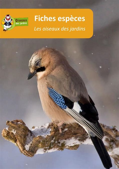 Guide des oiseaux de jardins Fiches espèces