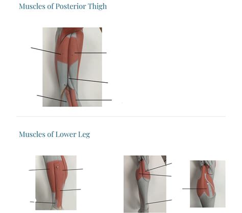 Muscles Of Posterior Thigh And Lower Leg Diagram Quizlet