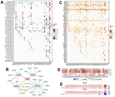 Comprehensive Bioinformatics Analysis Of Ribonucleoside Diphosphate