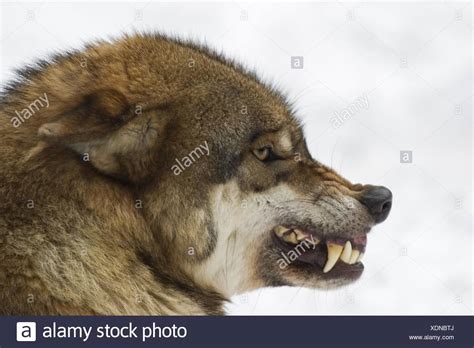 Grey Wolf Snarling Stock Photos & Grey Wolf Snarling Stock Images - Alamy