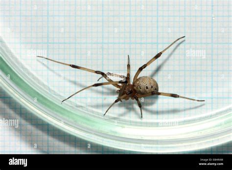 La Viuda Marrón Latrodectus Geometricus Está Estrechamente