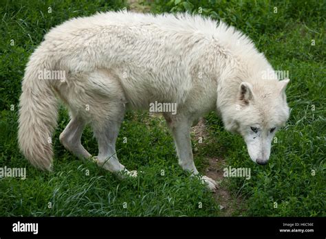 Lobo Rtico Canis Lupus Arctos Tambi N Conocida Como La Isla De