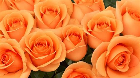 Premium Photo | Orange roses in a flower arrangement for valentines day