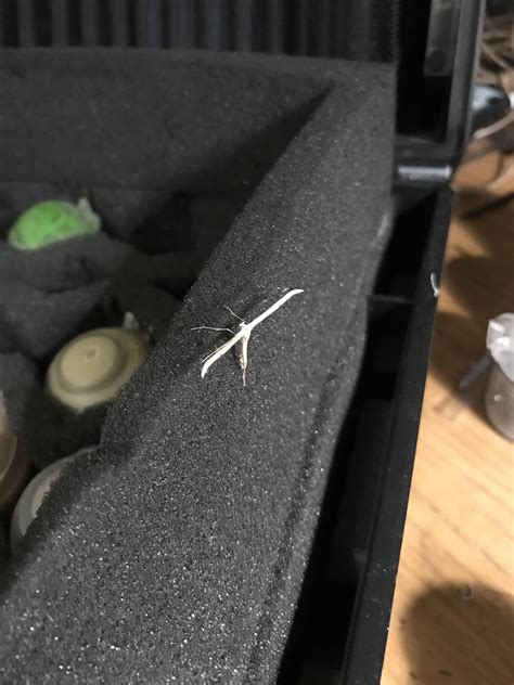 it looks like he has a lil fancy cape : r/moths