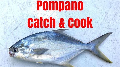 Pompano Catch And Cook The Best Tasting Fish In The Surf Youtube