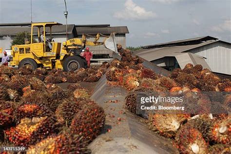 73 Bakrie Sumatera Plantations Stock Photos, High-Res Pictures, and Images - Getty Images