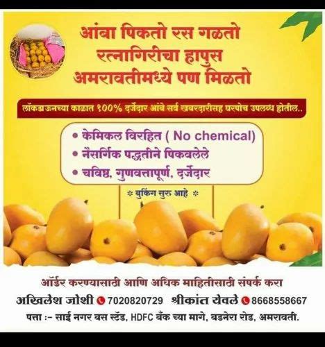 Yellow Natural Ratnagiri Hapus Mango Carton Packaging Size Dozan