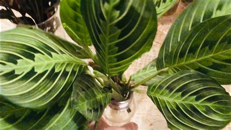 Maranta Prayer Plants Water Propagation And Water Culture Growing