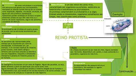 Mapa Conceptual Reino Protista Top Mapas Porn Sex Picture Hot Sex Picture