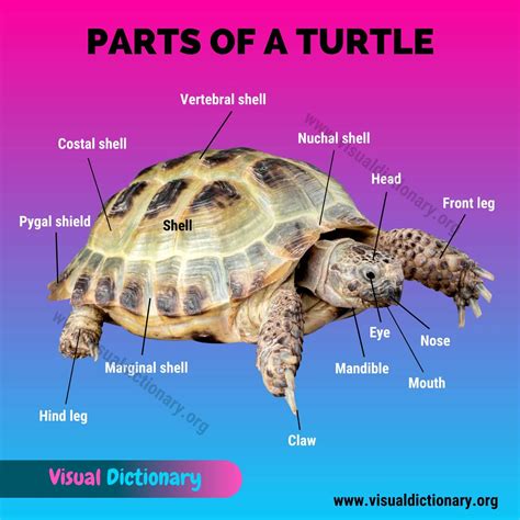 Turtle Anatomy: Discovering the Fascinating Parts of a Turtle - Visual ...