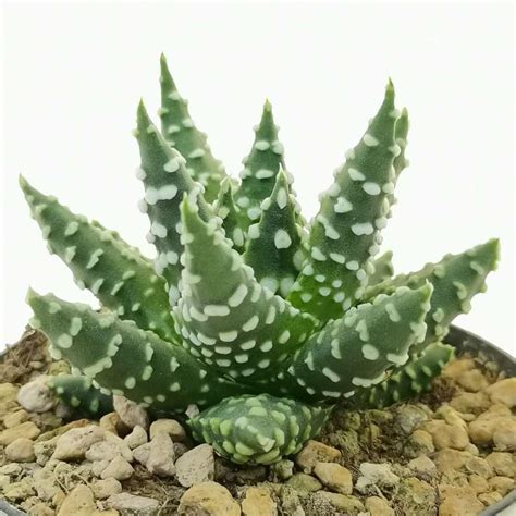 Haworthia Papillosa Cm Aloaceae Giromagi Vendita Piante Grasse