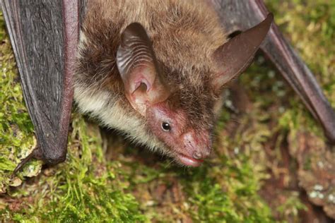 The Top 10 Largest Bats in England