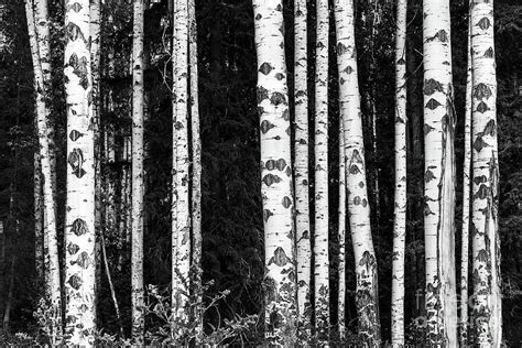 Birch Trees Forest Black And White Photograph By Delphimages Photo