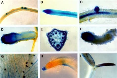 Histochemical Localization Of Glucuronidase Gus Activity A