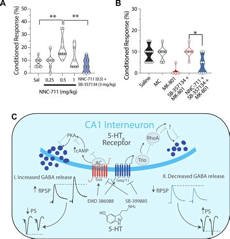 Ht Receptors Control Gabaergic Transmission And Ca Pyramidal Cell