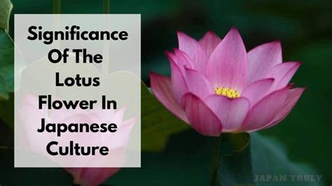 Lotus Flower Significance In India Best Flower Site