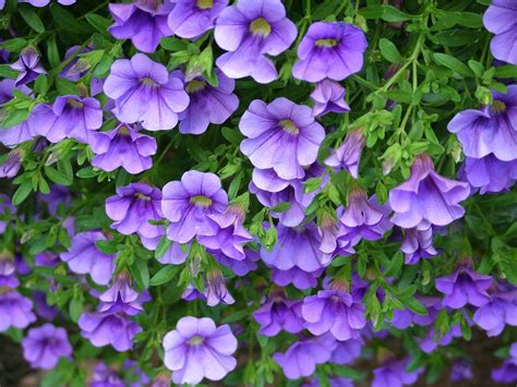 25 Purple Perennial Flowers That Will Bring Color to Your Garden