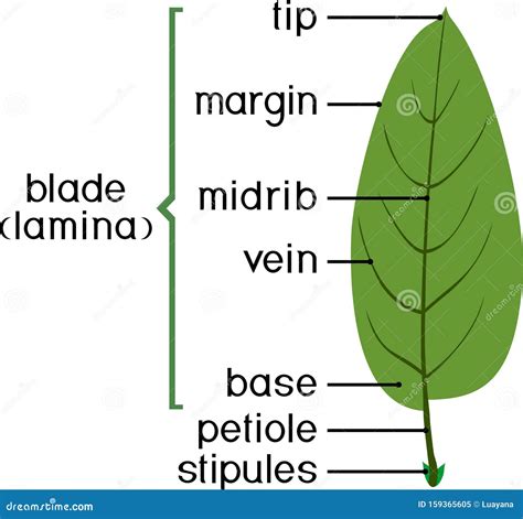 Simple Leaf Diagram