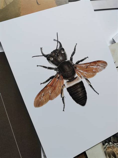 A5 giant postcard Megachile pluto, Wallace's Giant Bee – Carim Nahaboo ...