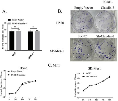 Effects Of Cldn3 Overexpression Or Knockdown On The Regulation Of Lung