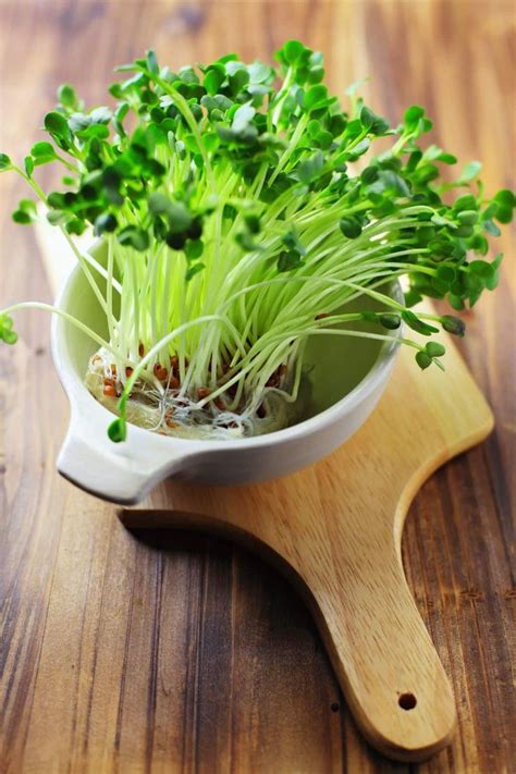 Broccoli Microgreens 101 Benefits And How To Grow Recipe Winter