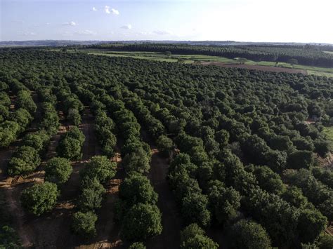 Plantio simultâneo de café e macadâmia melhora a produtividade