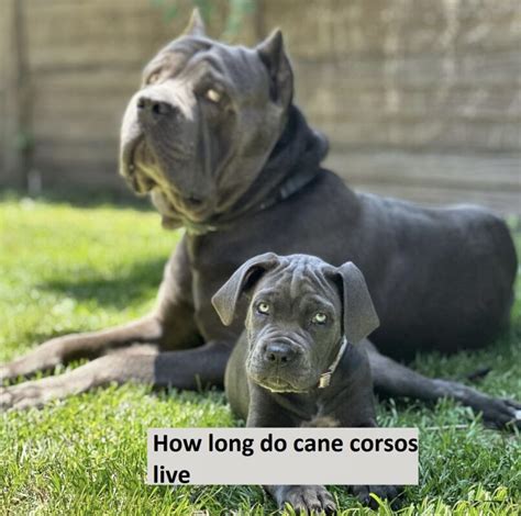 How Long Do Cane Corsos Live How Long Does A Cane Corso Live